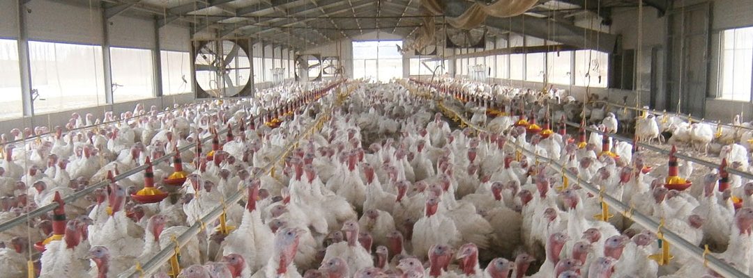 Avicultura-de-carne_SLIDER