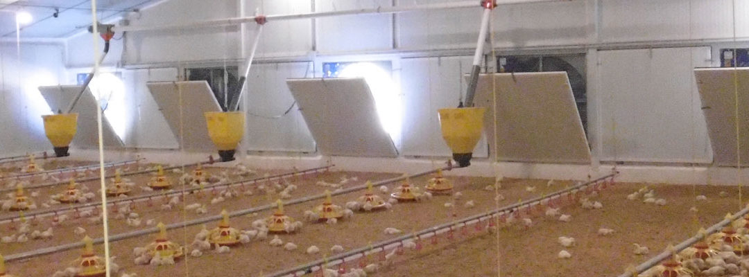 Naves-avicolas_SLIDER