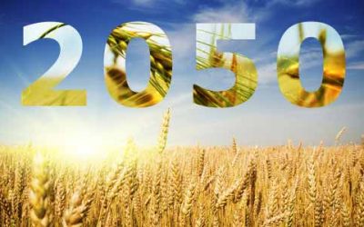 By 2050, a 60% increase in wheat production will be needed