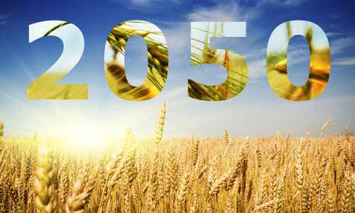 By 2050, a 60% increase in wheat production will be needed