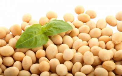 How to minimize spoilage during the storage of soybeans