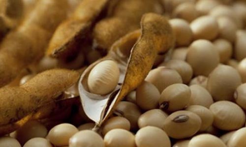 Indicators to detect problems with the soybeans stored in a silo: Musty odor