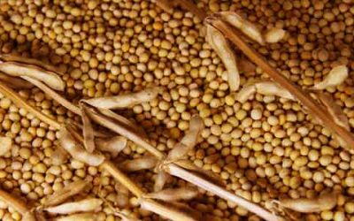 Indicators to detect problems with the soybeans stored in a silo: Lumping and caking