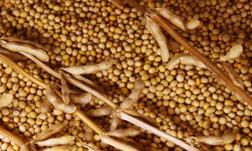 Indicators to detect problems with the soybeans stored in a silo: Lumping and caking