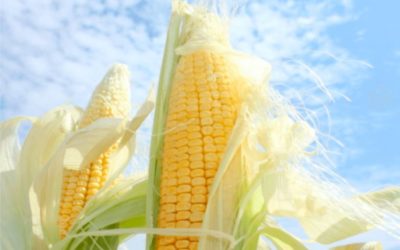 Каковы необходимые планы по контролю хранения кукурузы в металлическом силосе?