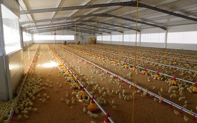 El grupo Gandaria desarrolla un innovador sistema para la construcción integral de granjas de pollos