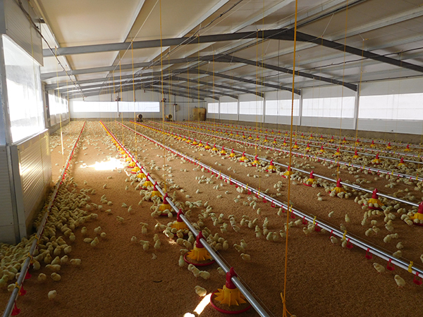 The Gandaria Group develops an innovative system for the complete construction of chicken farms