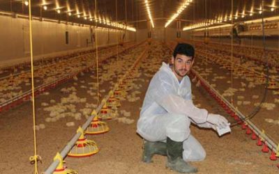 Caso de éxito de una granja avícola: Un joven avicultor de Avimosa que continúa la saga familiar