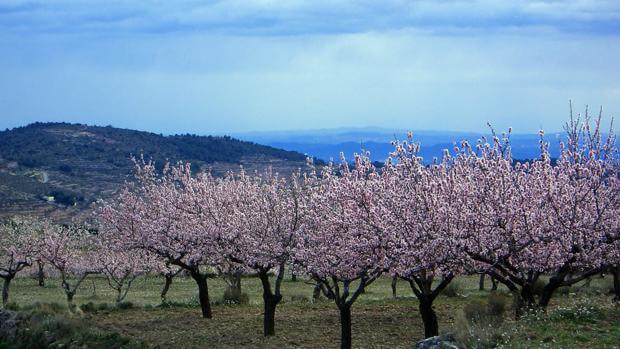 Dcoop installs an almond processing plant at the Cordoliva factory in Córdoba