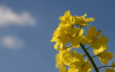 Storage and conditioning of rapeseed to maintain its quality